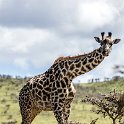 TZA ARU Ngorongoro 2016DEC23 051 : 2016, 2016 - African Adventures, Africa, Arusha, Date, December, Eastern, Month, Ngorongoro, Places, Tanzania, Trips, Year